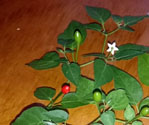 Aji Chirca